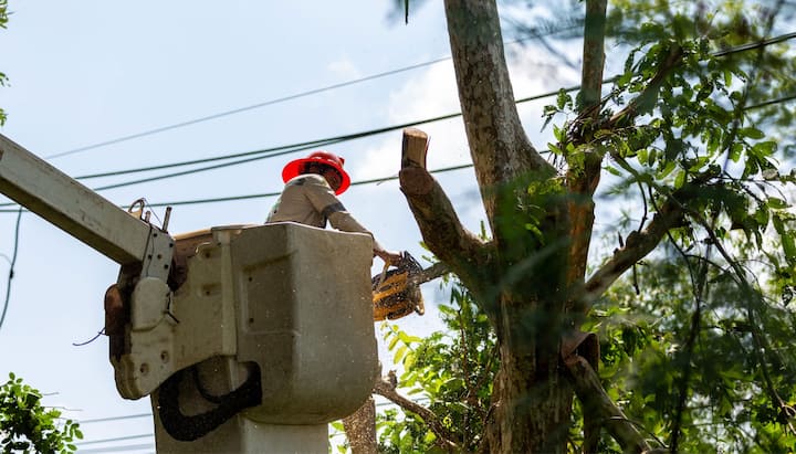 A professional chopping down a tree with a saw in Cincinnati, OH.