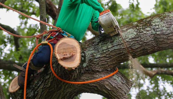 A tree being trimmed in Cincinnati, OH.