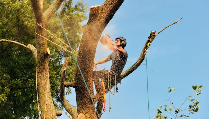 A tree trimming expert chopping down a tree in Cincinnati, OH.