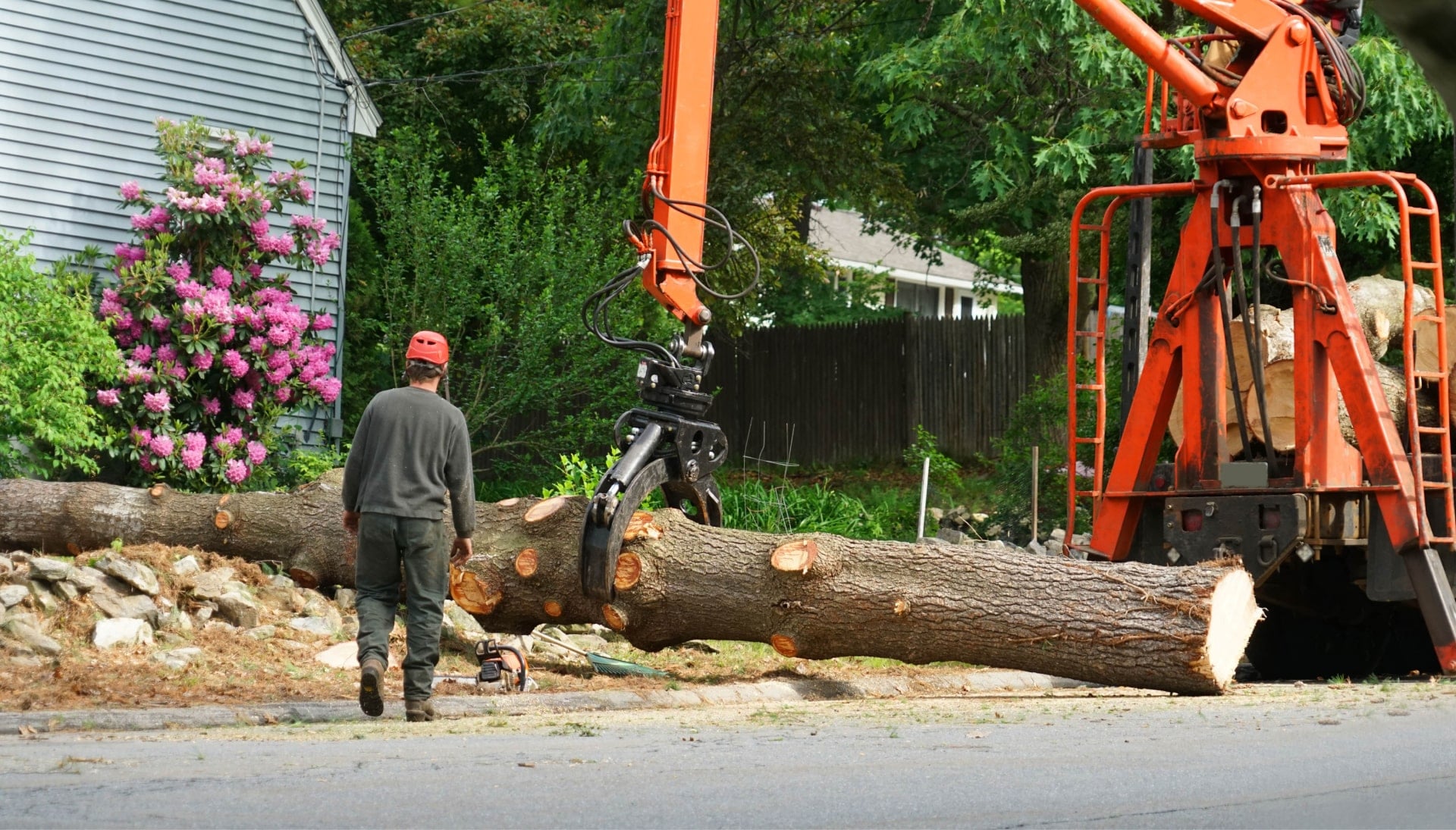 A tree knocked over by tree trimming professionals in Cincinnati, OH.