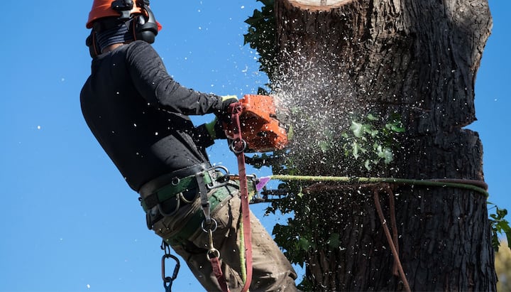 A tree trimming expert chopping a tree in Cincinnati, OH